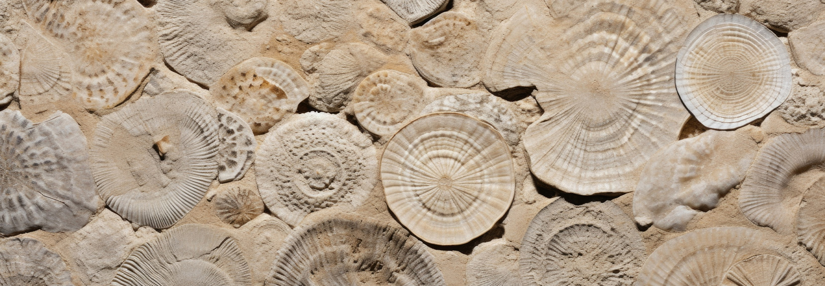 Fossils in Limestone